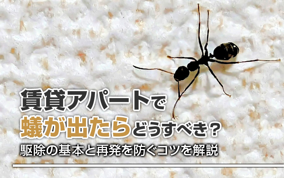 賃貸アパートで蟻が出たらどうすべき？駆除の基本と再発を防ぐコツを解説の画像