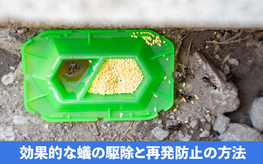 アパートでの効果的な蟻の駆除と再発防止の方法