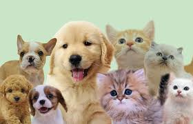 岸和田市でペット可のマンションを探すなら？選び方や注意点も紹介の画像