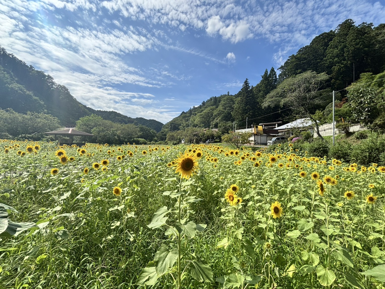 ひまわりに囲まれての画像