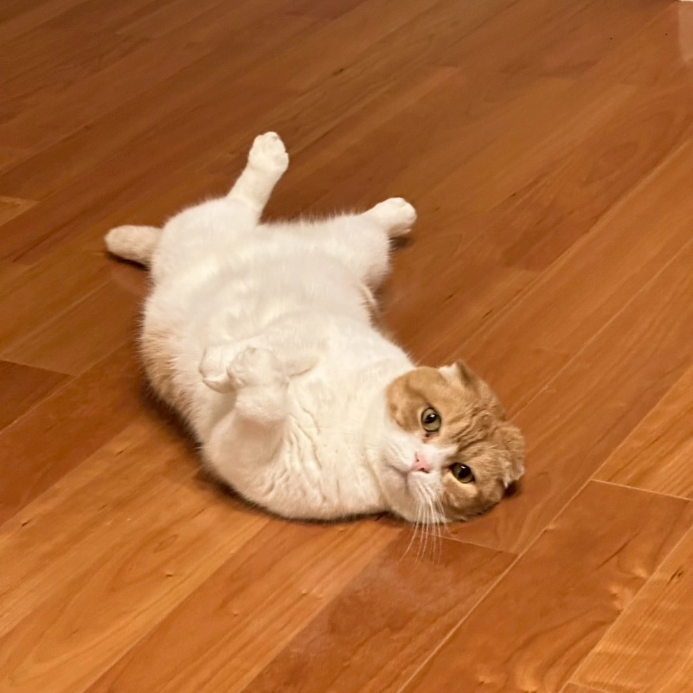 懐古～めいちゃんの成長～の画像