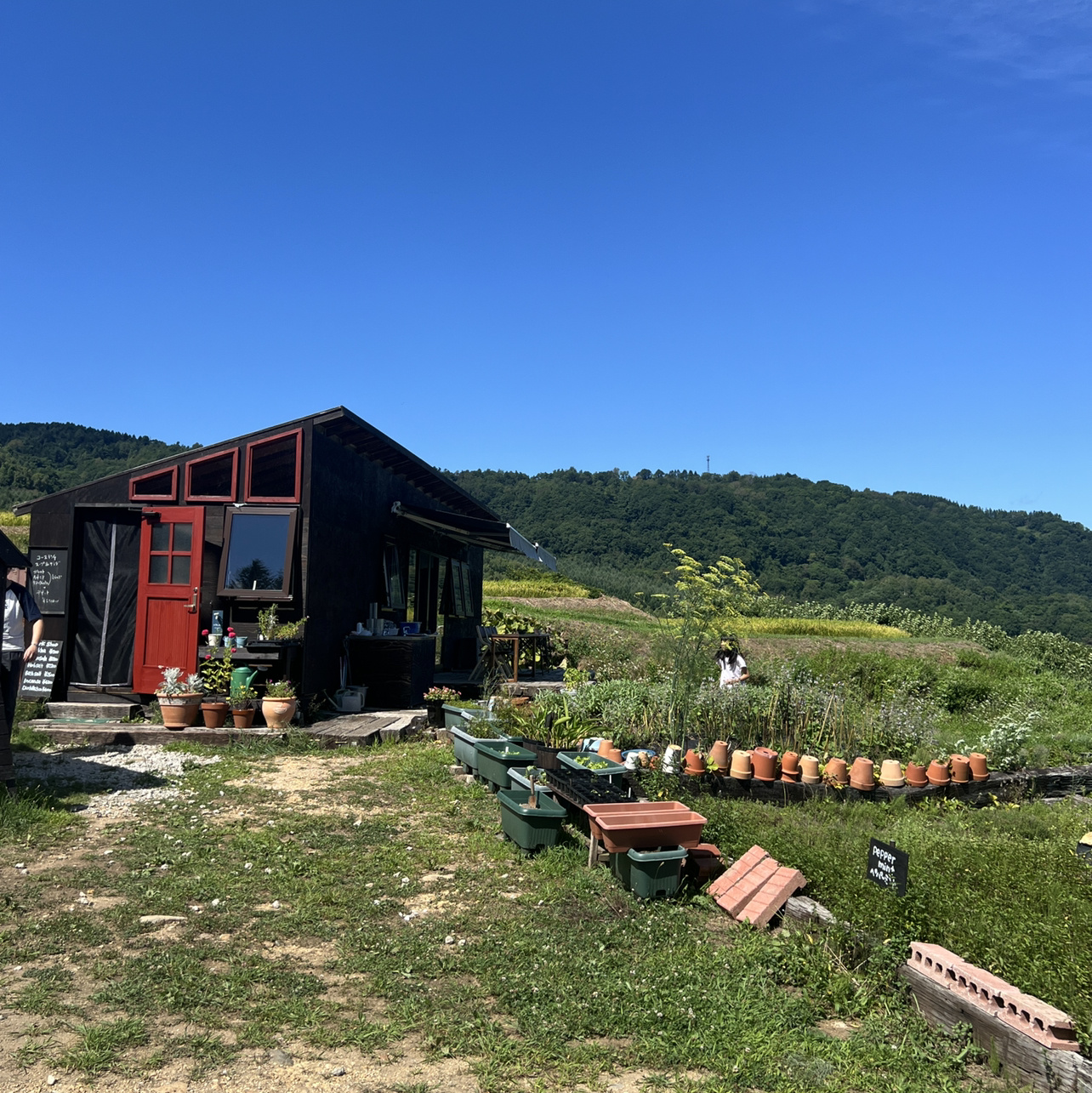 ワンちゃん離し飼い！？の画像