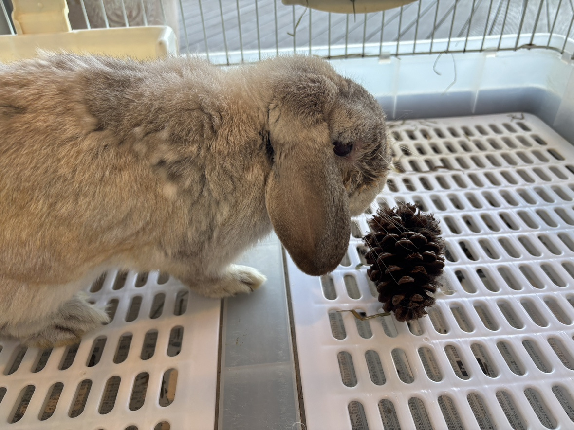 不動産会社で出会えるホーランド・ロップの“そら”の画像