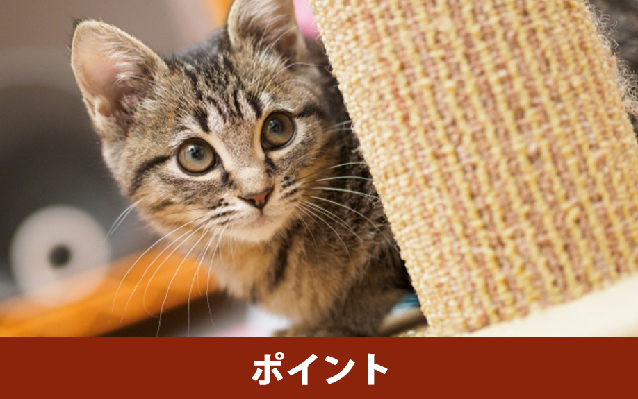新築住宅で猫と快適に暮らすときのポイント