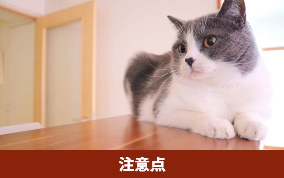 新築住宅で猫と暮らすための注意点