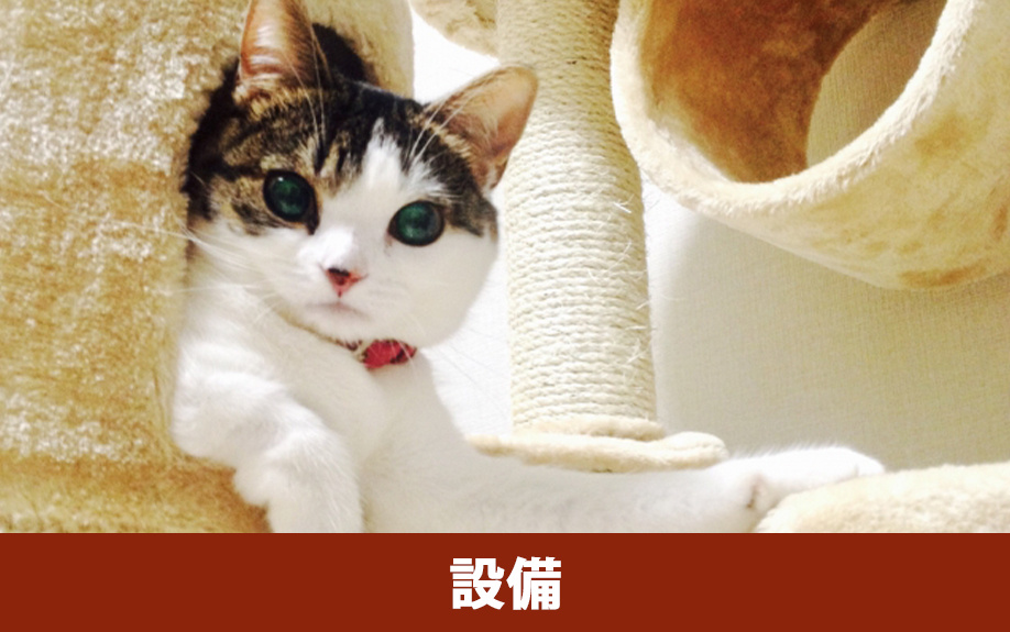 猫と暮らす新築住宅で取り入れたい設備