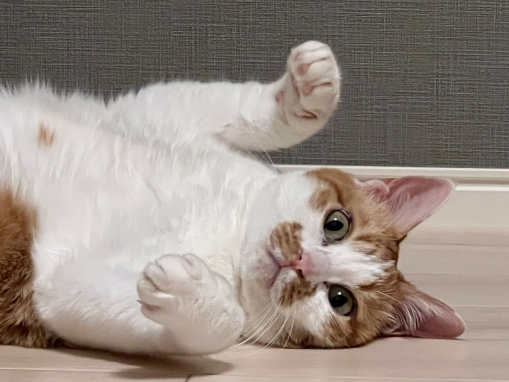 猫のお気に入りの画像