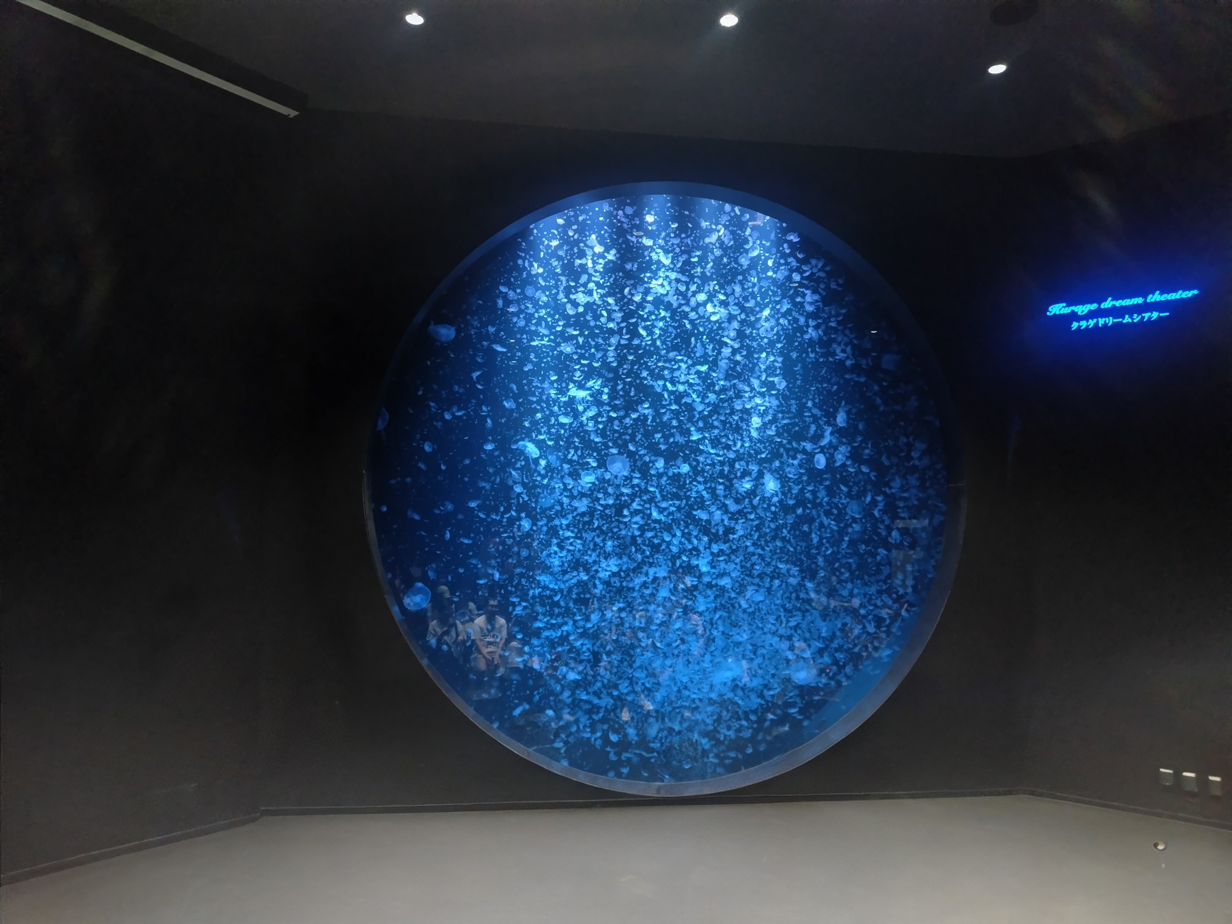 クラゲの大水槽