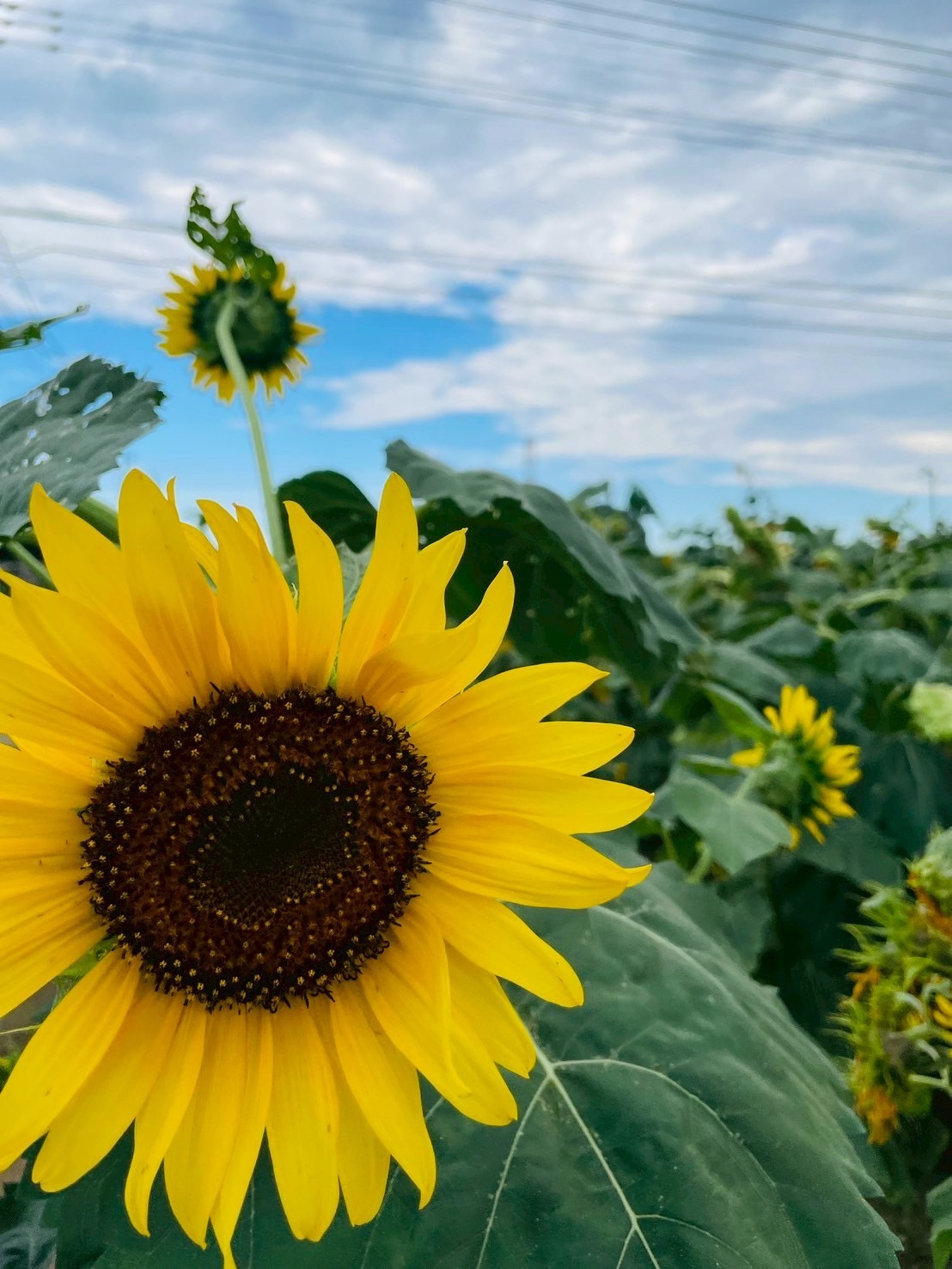 プール三昧！！の画像