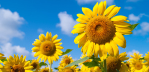 8月23日新聞折込チラシの画像