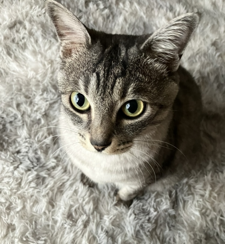 猫好きは遺伝する？！の画像