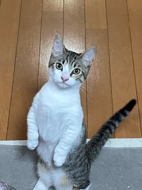 実家のネコの画像