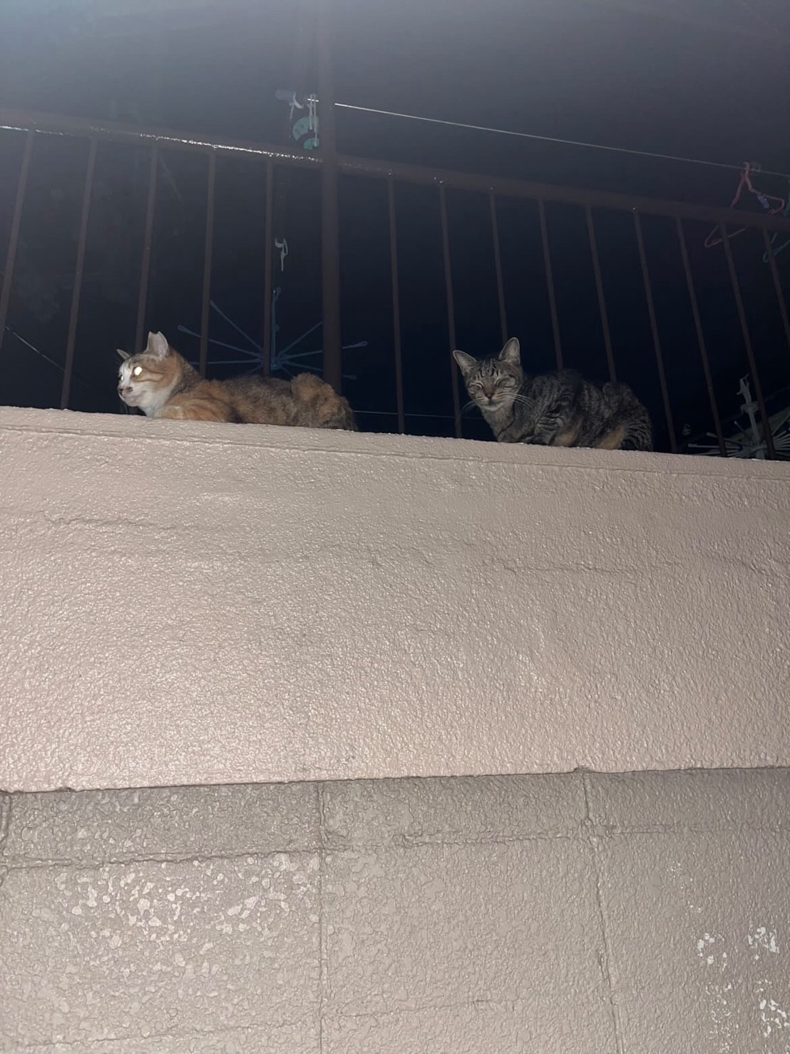 【BLOG】近所のネコちゃん！の画像