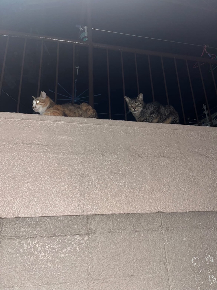 【BLOG】近所のネコちゃん！の画像