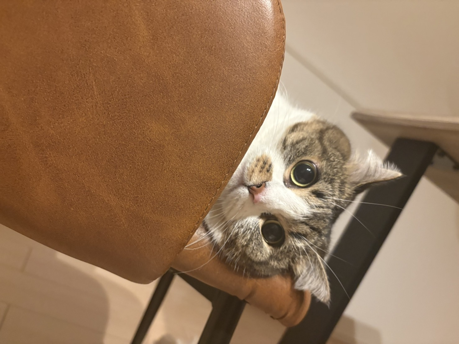 地元のお店と共に楽しむ夏祭り♪の画像