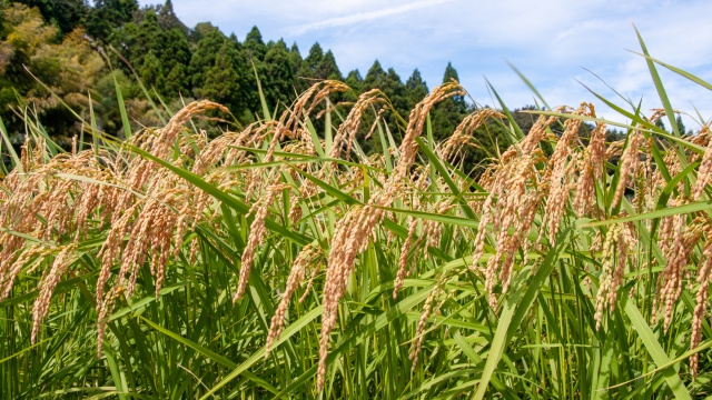 京都市北部地域の緑豊かな暮らしの画像