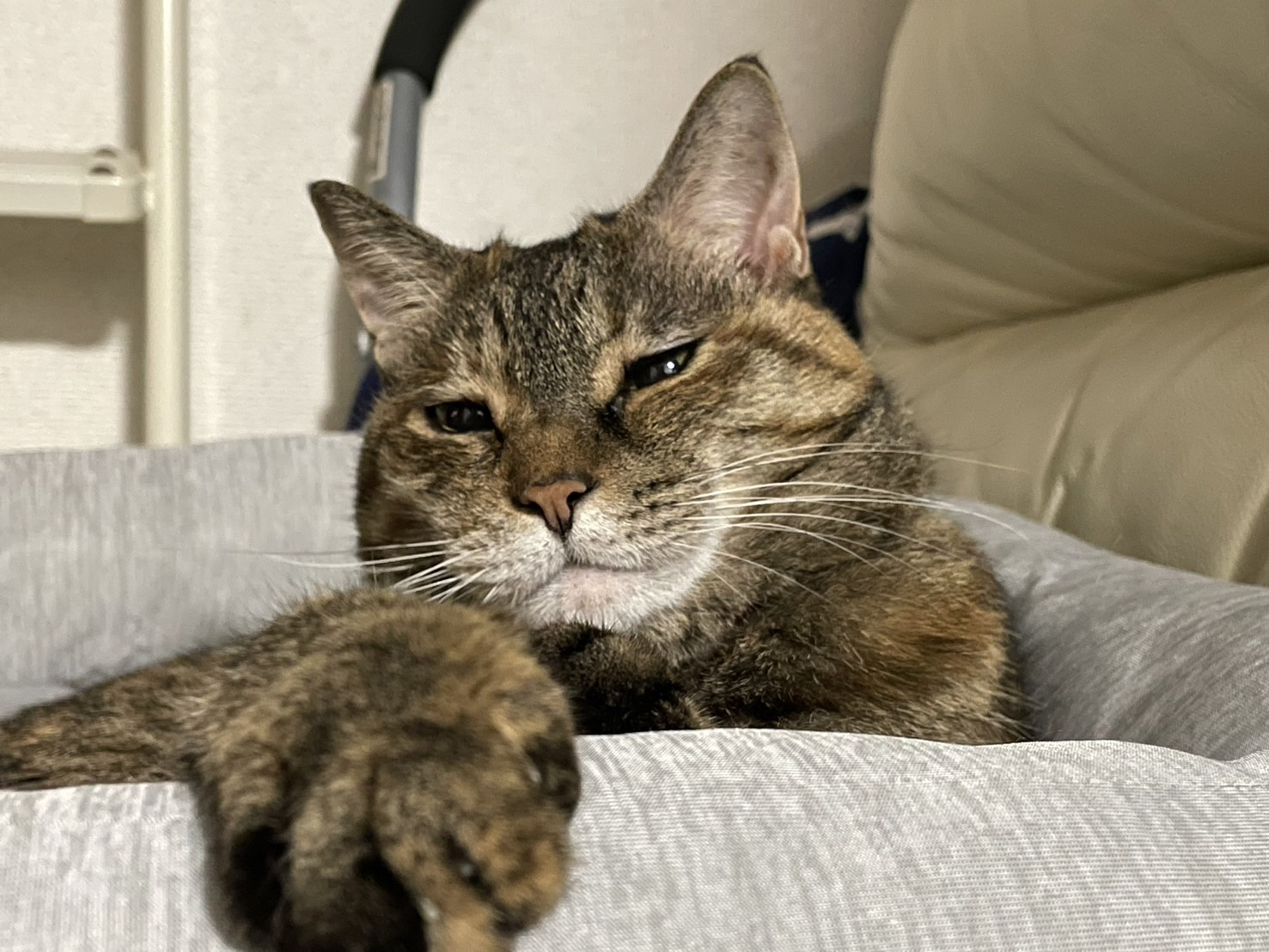 おばあちゃん猫の画像