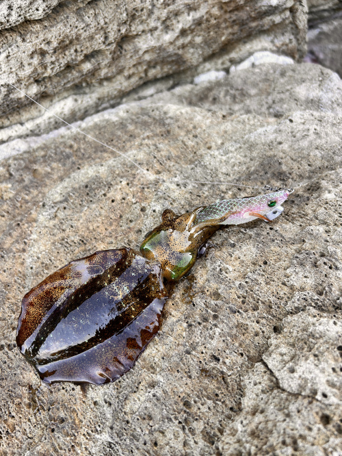 アオリイカシーズン到来！の画像