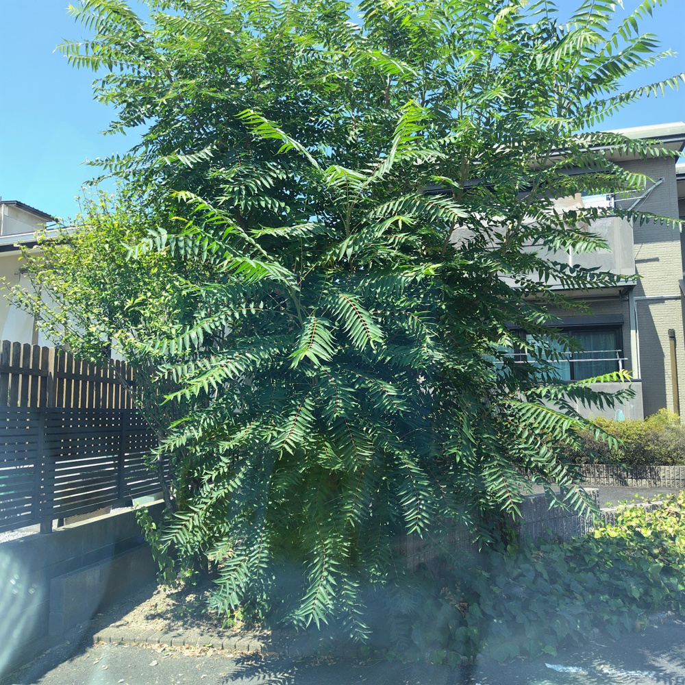 剪定したはずなのに…3ヶ月でモジャモジャ！岐阜市の不動産会社、緑との格闘記の画像