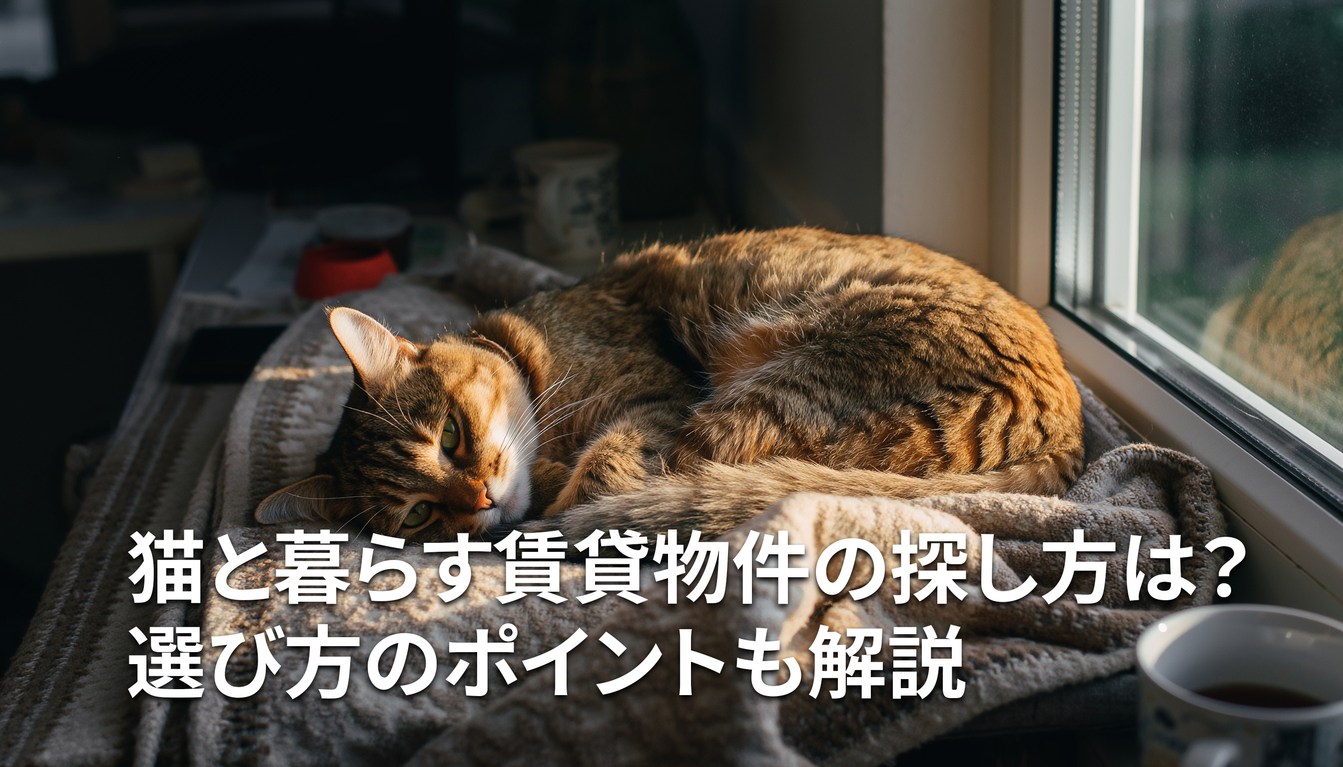 猫と暮らす賃貸物件の探し方は？選び方のポイントも解説の画像