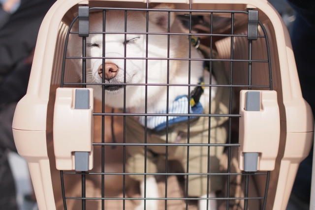 ペットを飼っていた不動産は売却しづらい？不利になる理由や対策も解説の画像