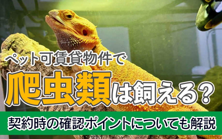 ペット可賃貸物件で爬虫類は飼える？契約時の確認ポイントについても解説の画像