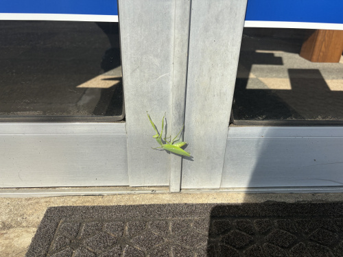 営業前から待ってくれていましたの画像