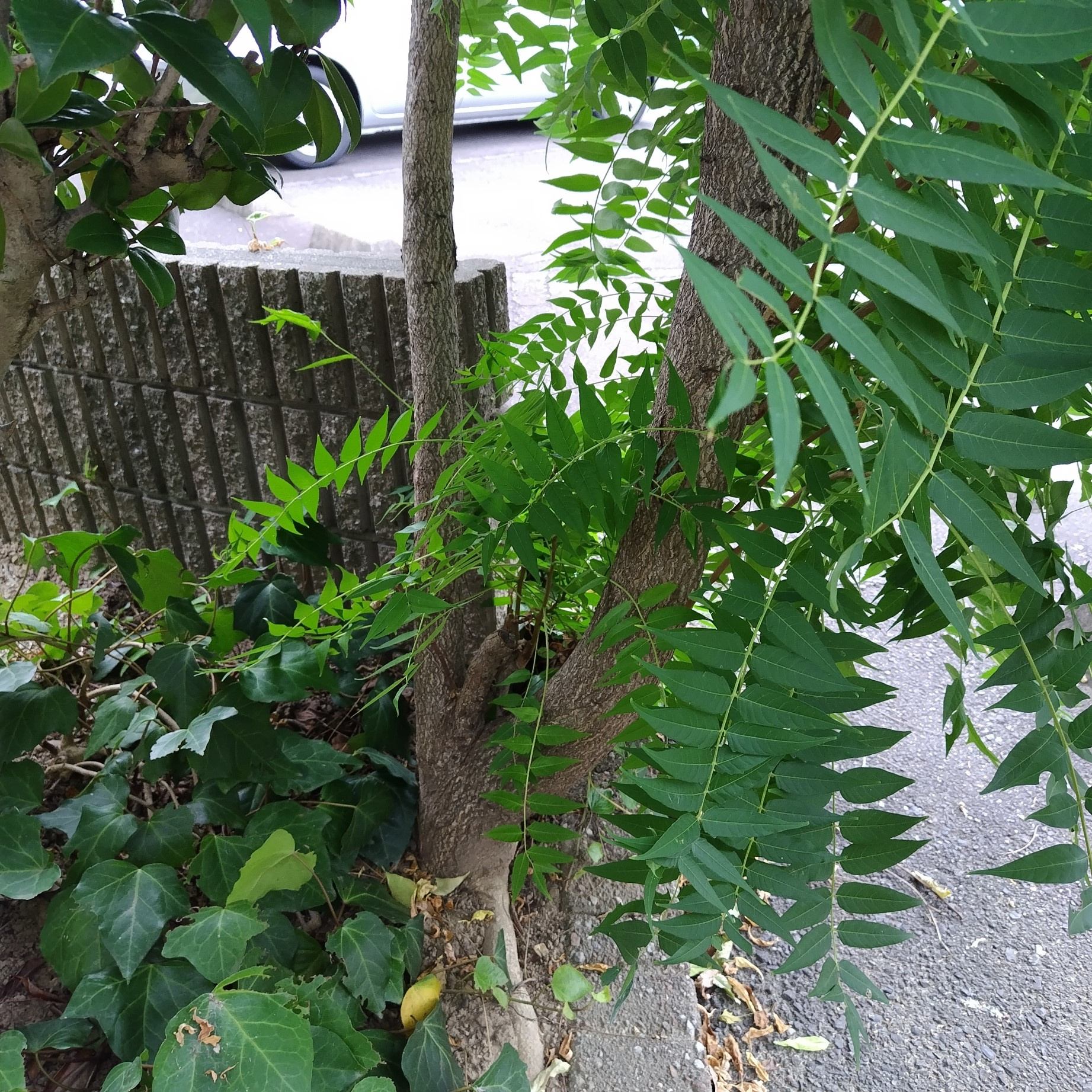 ついに伐採決行！岐阜市の不動産会社、緑との格闘、最終章の画像