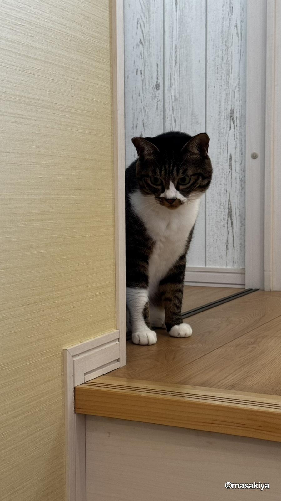 秋近しの画像