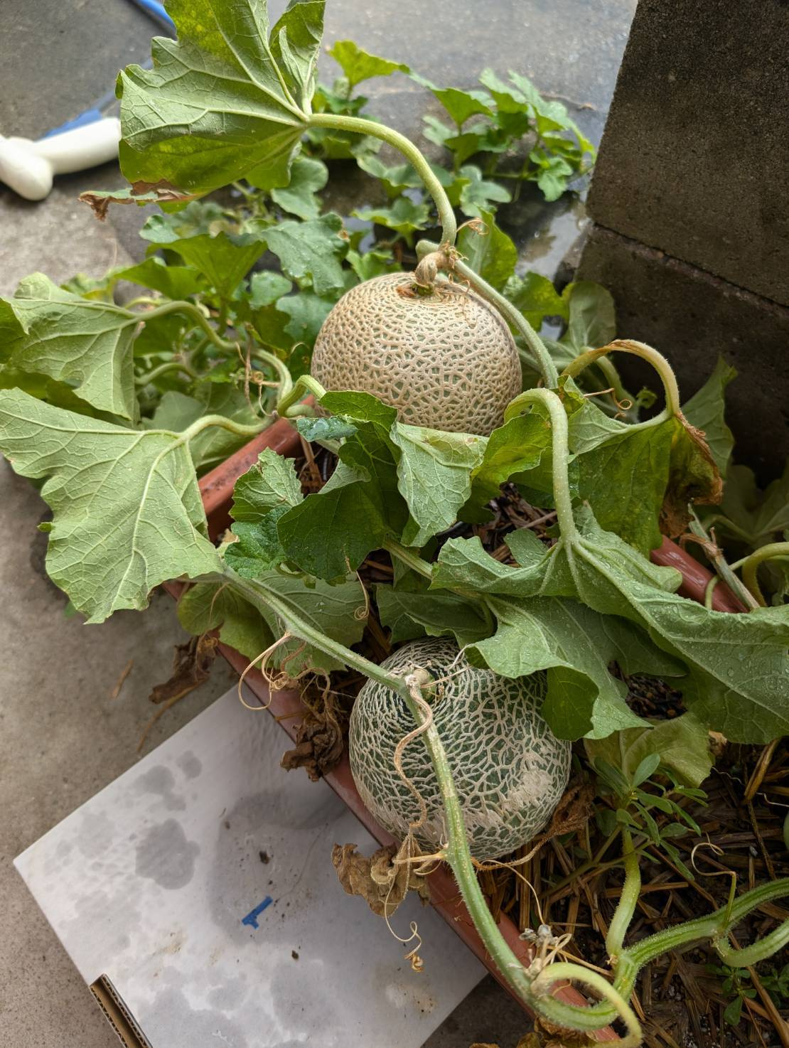 今年のチャレンジの画像
