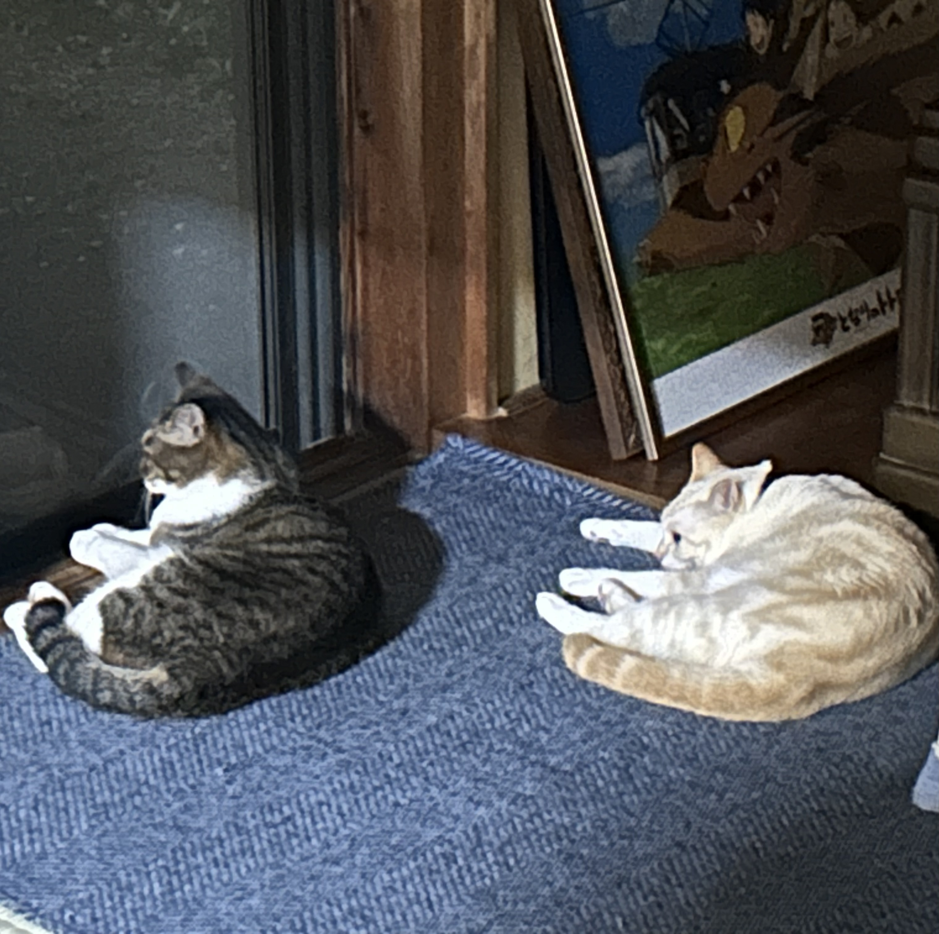 猫の画像