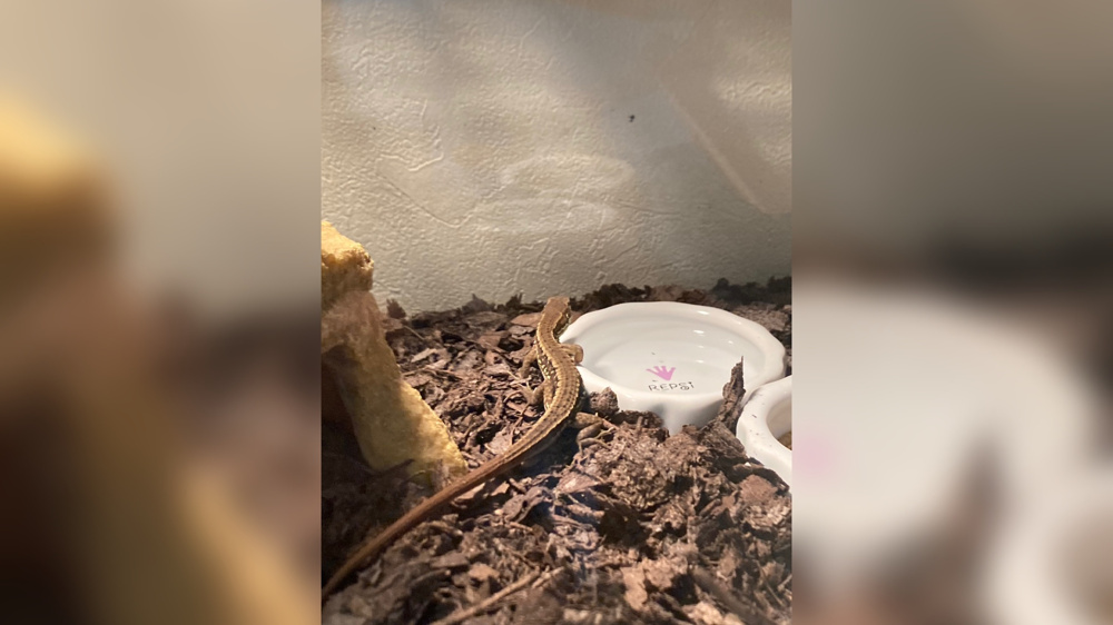 自由研究の画像