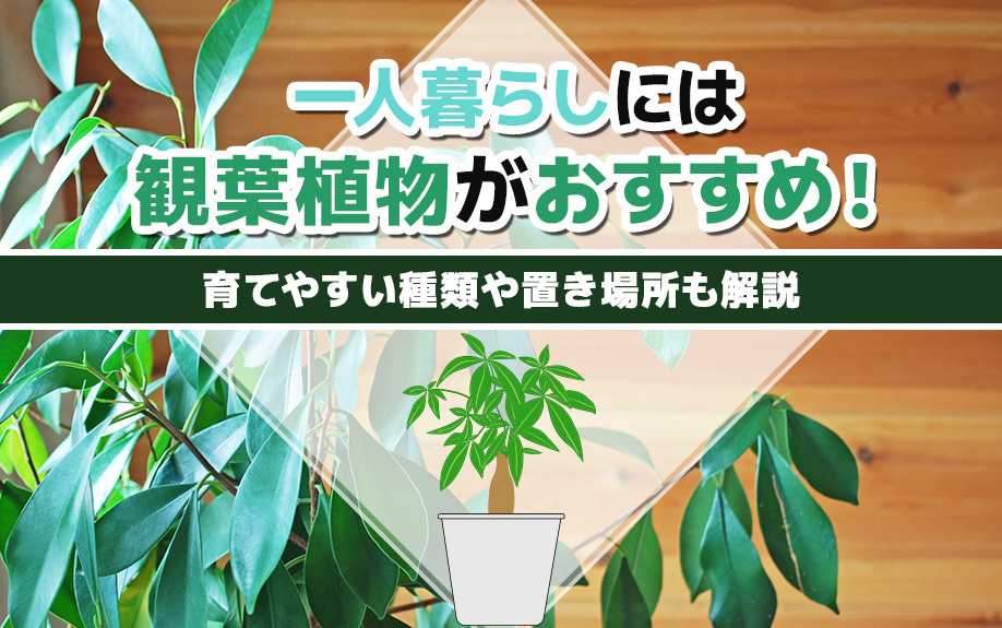 一人暮らしには観葉植物がおすすめ！育てやすい種類や置き場所も解説の画像