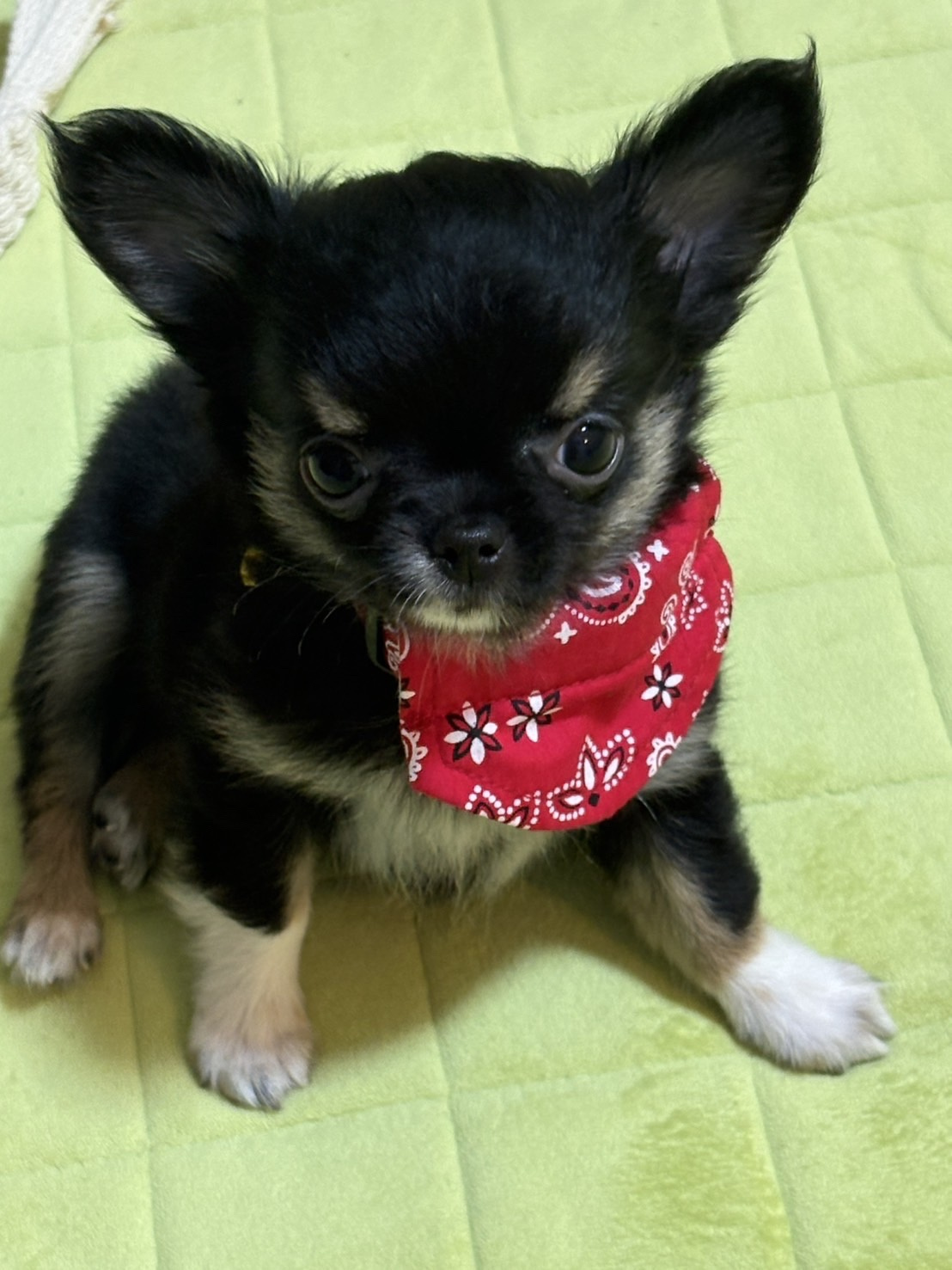 たわいもない話⑤の画像