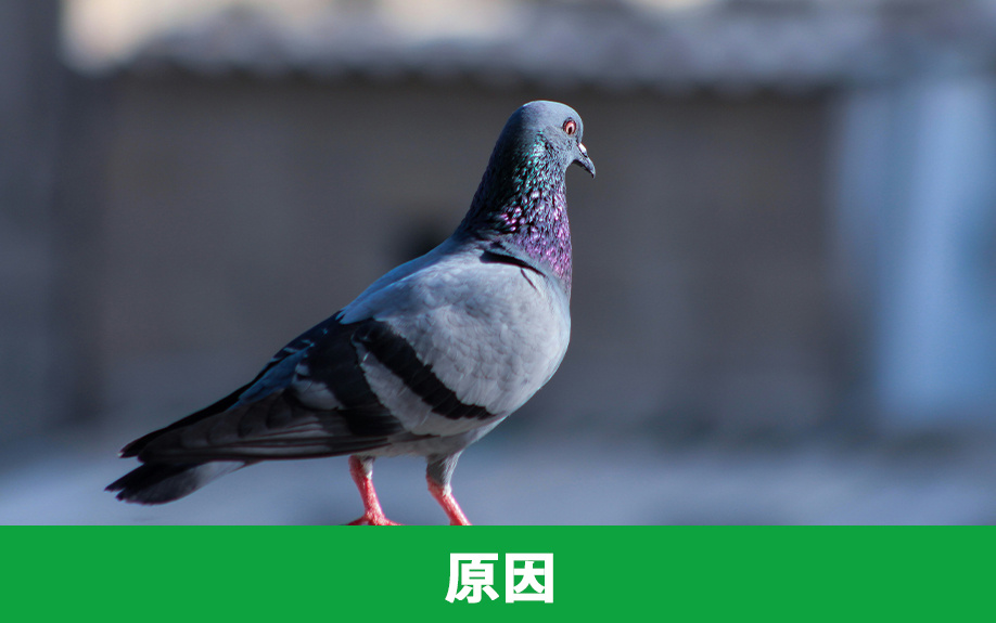 掃除の前に確認！賃貸物件のベランダが汚れる原因