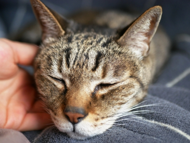 【ペット×高齢者】安心して暮らすためのポイント＆支援制度の画像