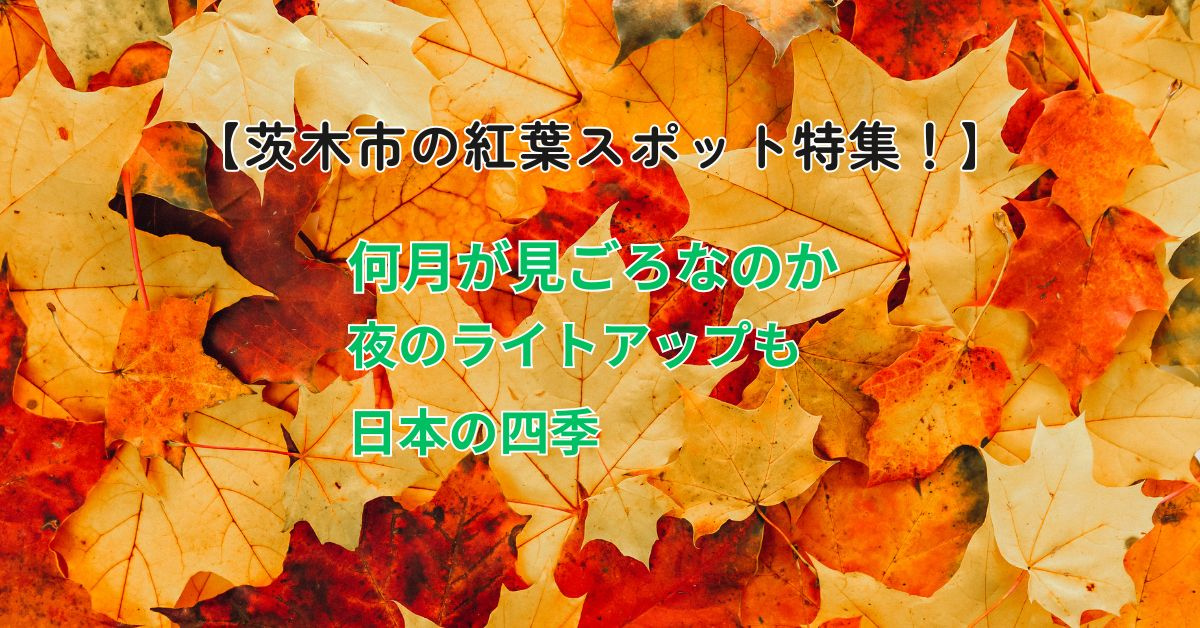 茨木市で紅葉を見るならどこがおすすめスポット?市内で楽しめる名所と見どころを紹介の画像