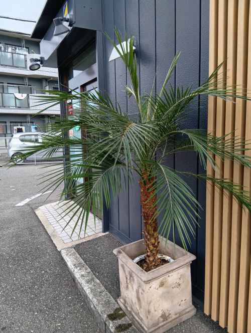 ニューフェイスの画像