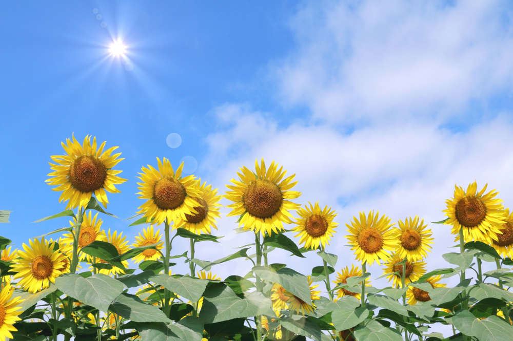 猛暑を乗り切る！最新住宅設備（断熱・遮熱・冷房効率）のチェックポイントの画像