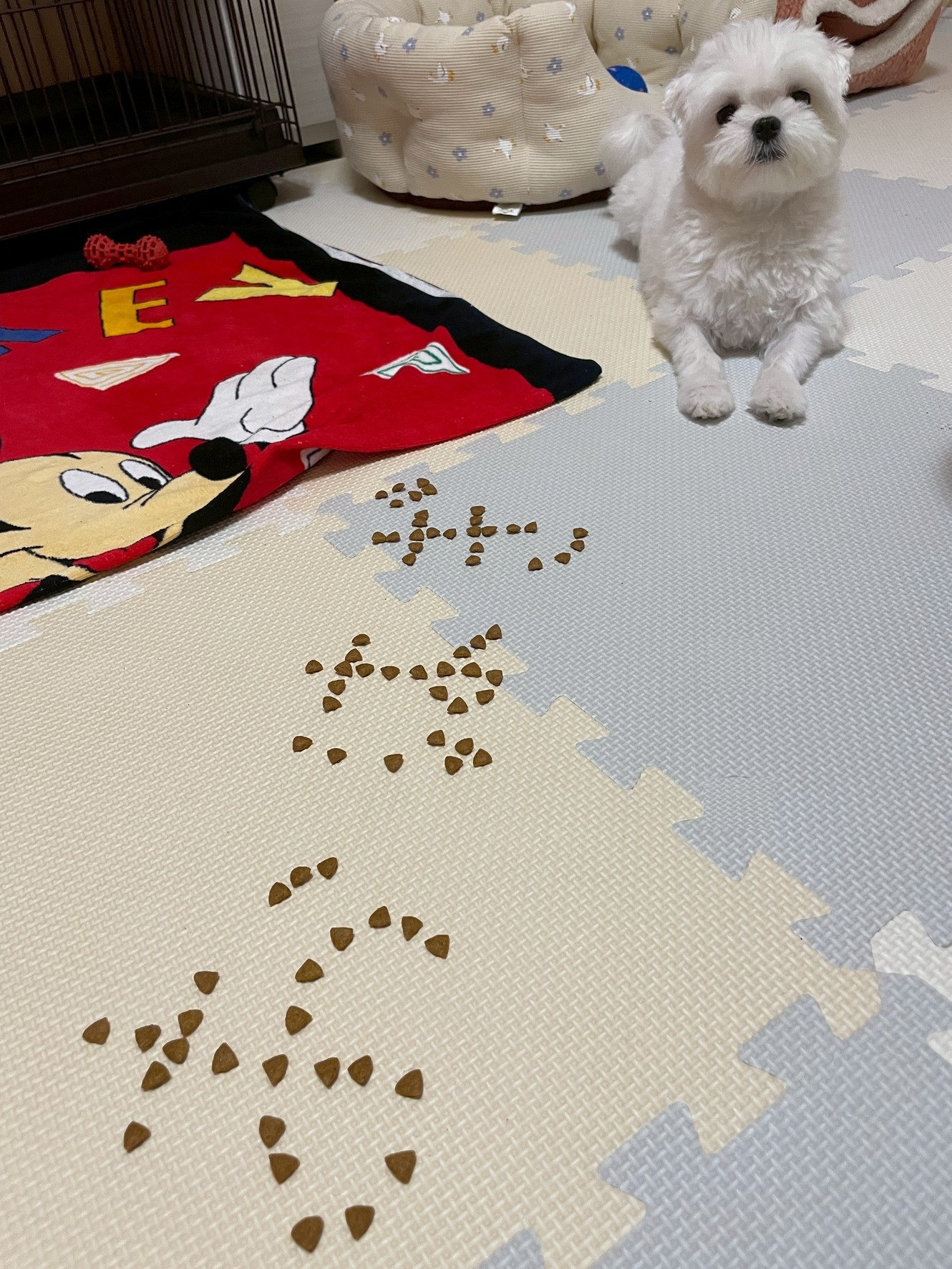 今日のおはぎの画像