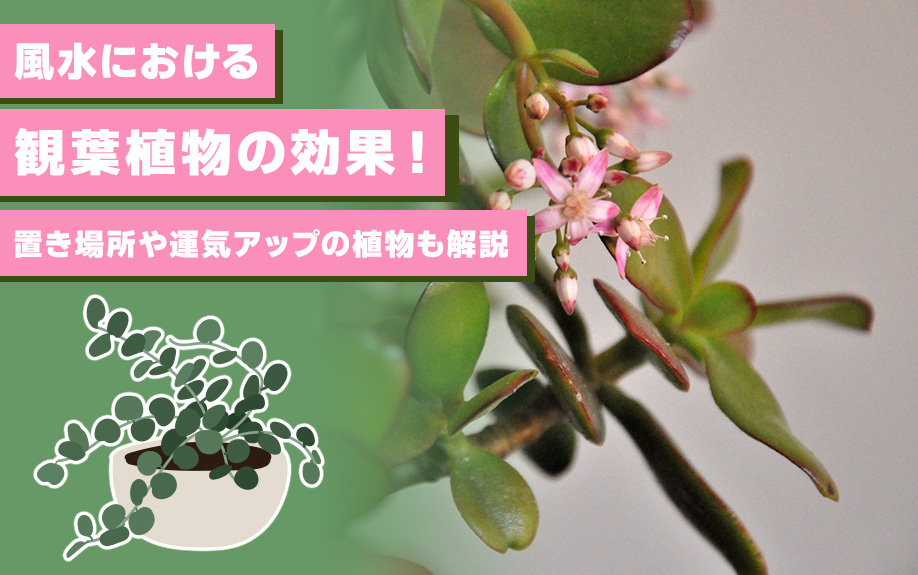 風水における観葉植物の効果！置き場所や運気アップの植物も解説の画像