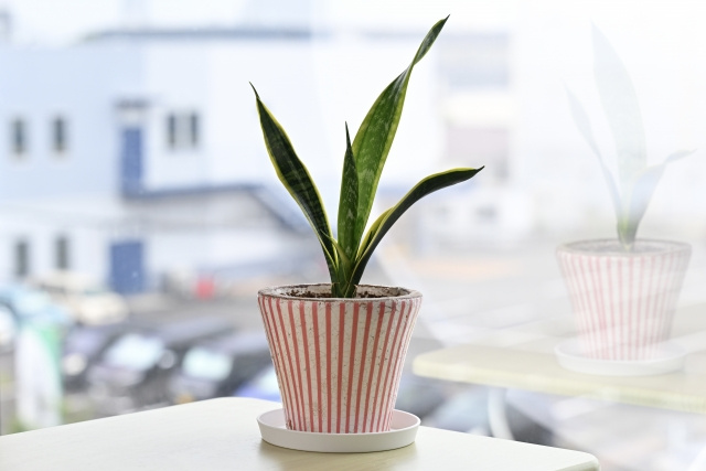 風水を意識した観葉植物の置き場所