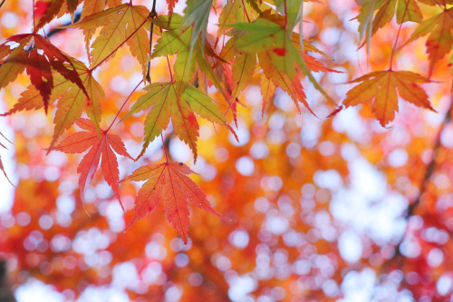 紅葉の名所が近い！中央区で暮らしながら楽しめる秋のスポットの画像
