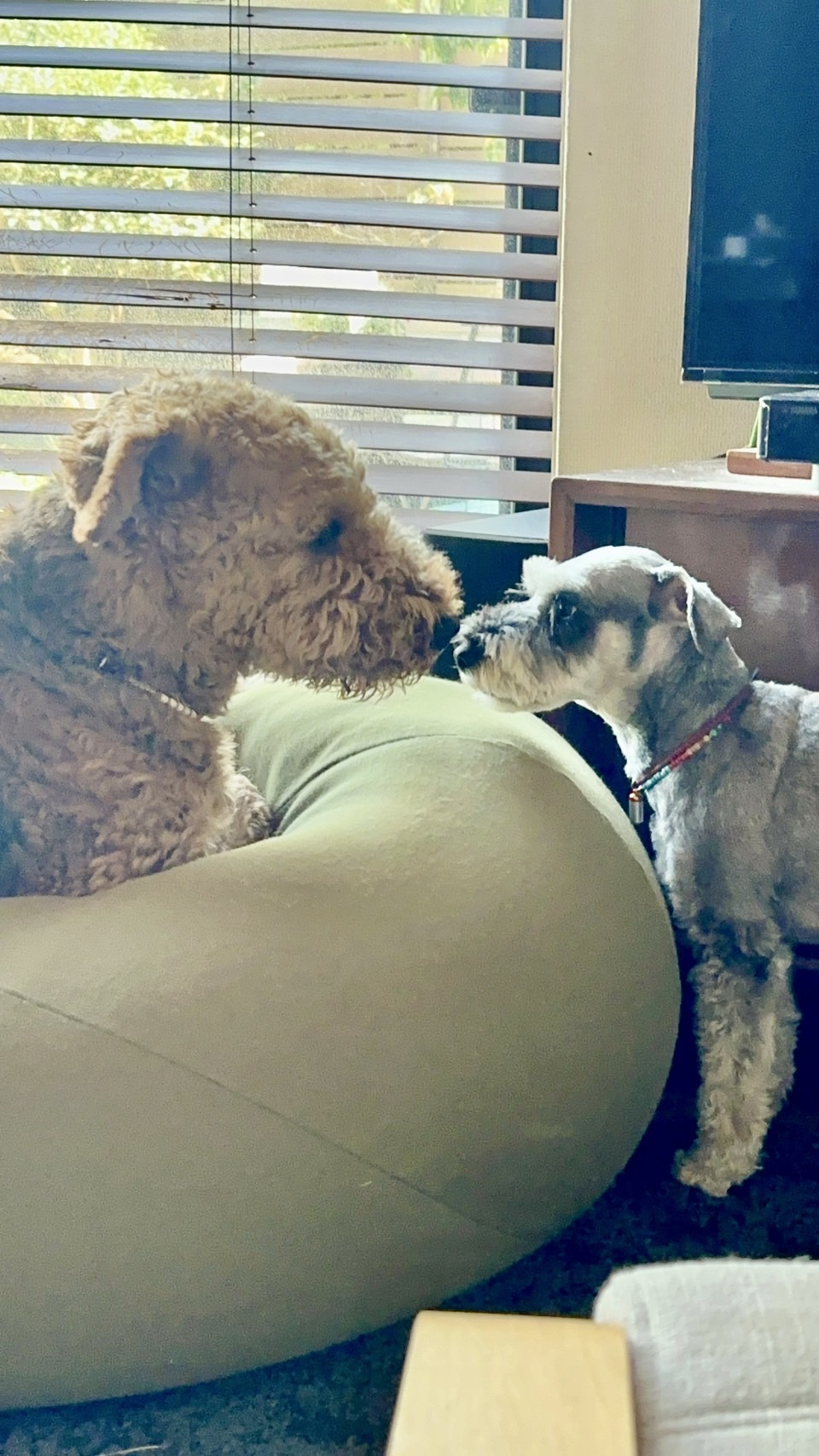 仲良しワンコのご紹介の画像