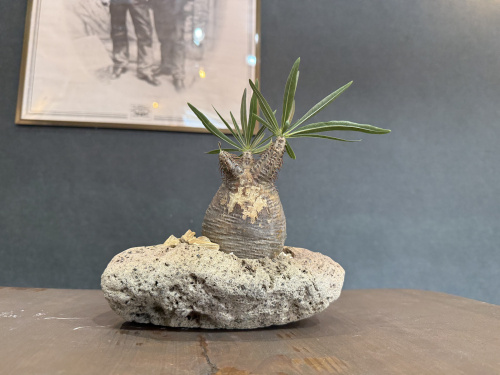 ちょこんと可愛い、新しいオフィスの住人の画像