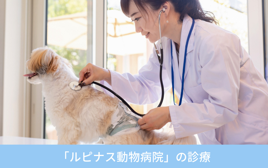 「ルピナス動物病院」の診療