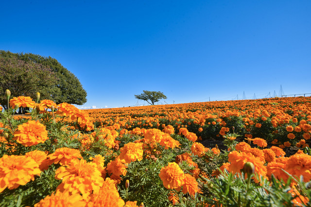 本庄市マリーゴールド丘公園の見ごろはいつ？アクセスやイベント口コミも紹介の画像