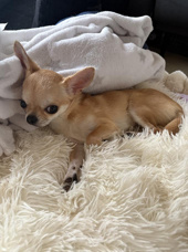 【2025年9月最新】 千歳烏山で行きたい！焼肉おすすめ5選【地元グルメ】の画像