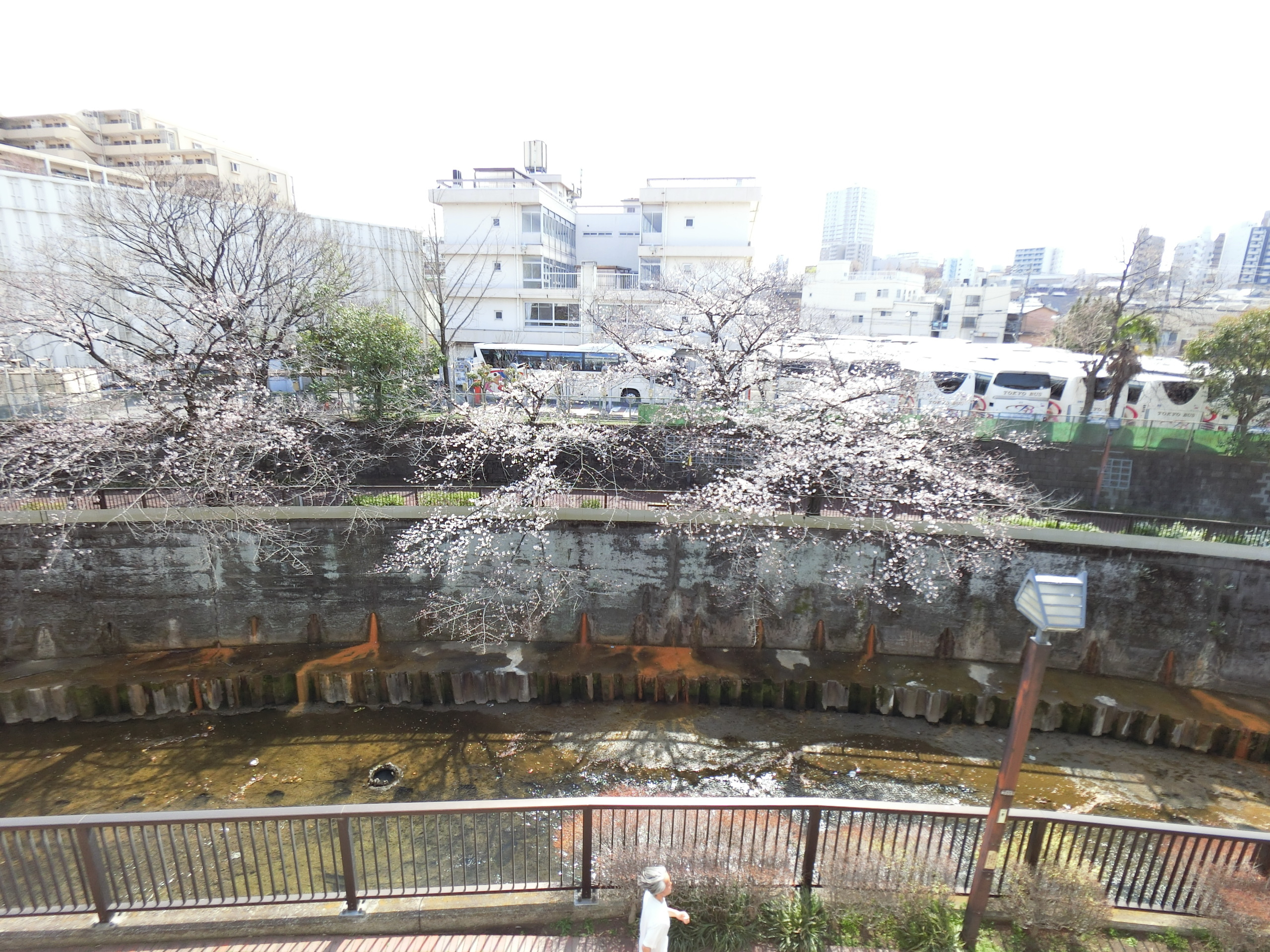 物件から見た石神井川の桜並木