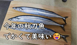 今年の秋刀魚の画像